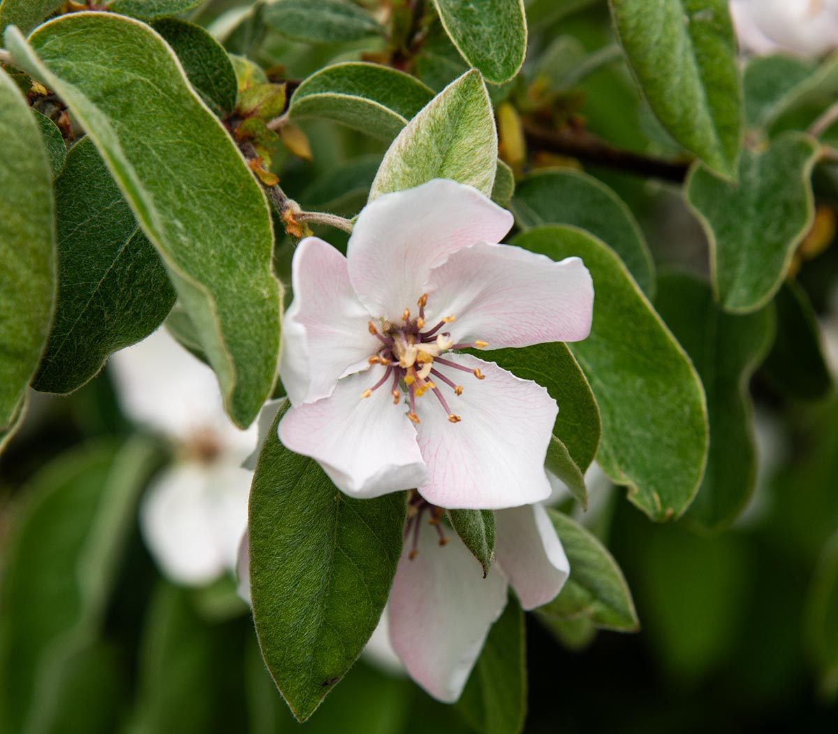 Bl&uuml;te
